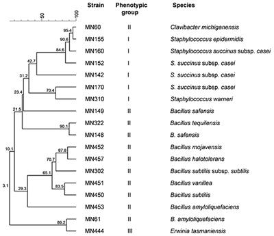 Insights Into the Cultivable Microbial Ecology of “Manna” Ash Products Extracted From Fraxinus angustifolia (Oleaceae) Trees in Sicily, Italy